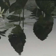 Lily Dance by Naomi Tydeman Lily Dance by Naomi Tydeman