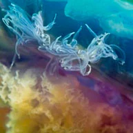 Cyanea by Lisa Gabrielle Whitfeld Cyanea by Lisa Gabrielle Whitfeld
